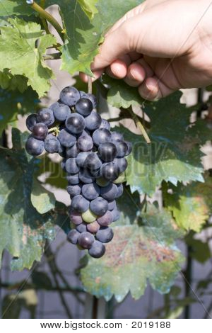 Weinbergspflege Trauben