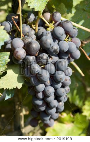 Rote Rebsorte