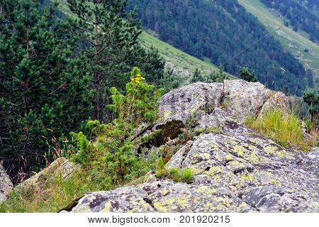 Amazing nature view of green mountain forest and tree growing on a rock, natural landscape perspective, Caucasus, Russia.