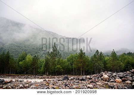 Amazing nature view of green mountain forest and tree growing on a rock, natural landscape perspective, Caucasus, Russia.