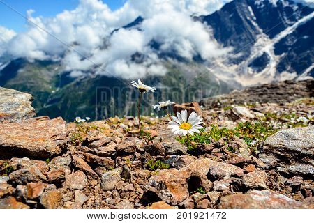 Amazing nature view of green mountain forest and tree growing on a rock, natural landscape perspective, Caucasus, Russia.