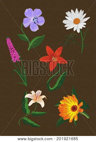 Several different vector flowers on brown background.