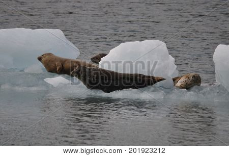 seals on a piece of floating ice in Alaska