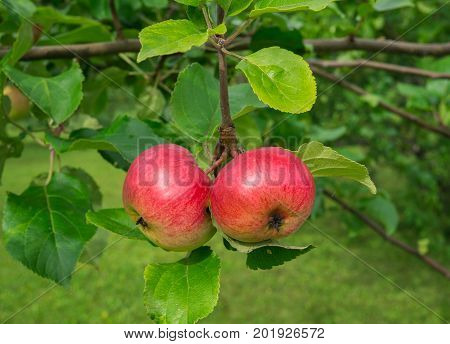 fresh apples of a new crop on the branches in the garden.