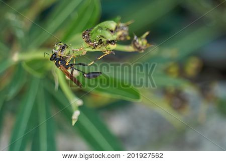 Wasp potter on plant in the garden