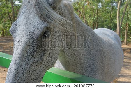 The dapple gray horse lipizzan at ranch