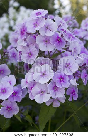 Summer flowers : Light purple Phlox blossom