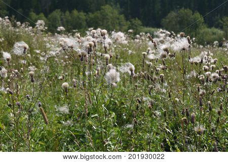 Bodyak a field, or pink sow-thistle during maturing of seeds