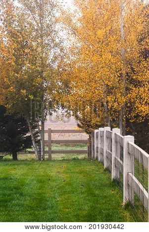 Autumn colors on a misty morning in the back yard.