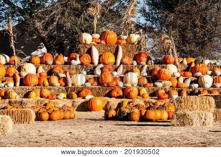 Pumkins and gourds on display in autumn for Halloween.