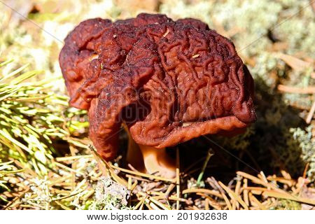 A poisonous Gyromitra Esculenta mushroom in the pine forest