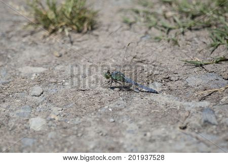 Immature Male Pondhawk Dragonfly