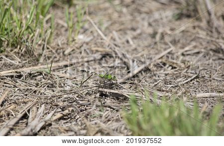 Eastern Pondhawk Dragonfly