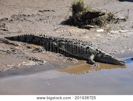 A crocodile entering the water after basking