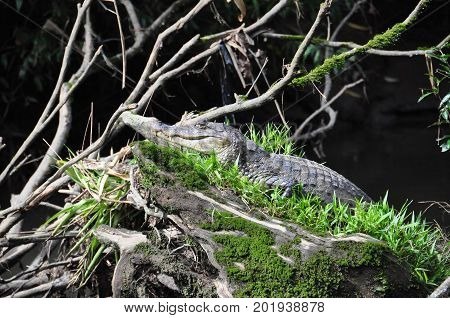 A small crocodile hidden amongst the bushes