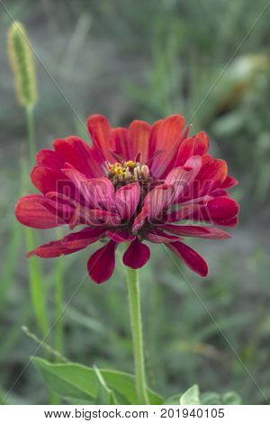 A flower is red, aster. beauty of nature