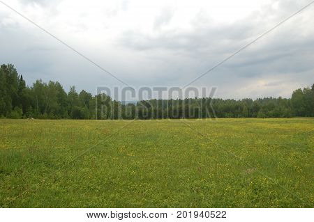 Blooming vast wild glade in the forest on a cloudy day