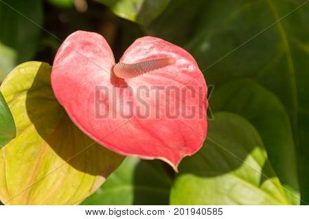 Red Anthurium Laceleaf Flower