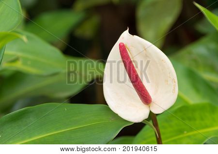 White Anthurium Laceleaf Flower