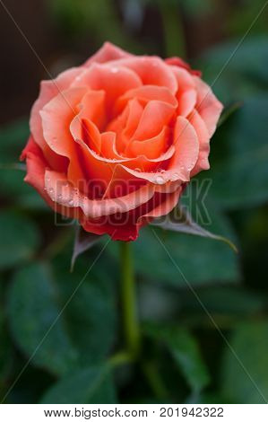 Livin' Easy Floribunda apricot orange coloured rose