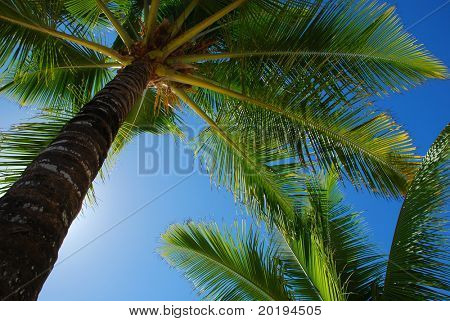 Palm