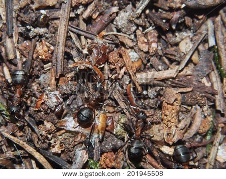 Ants building an anthill. Colony insects. Macro. Red forest ants.