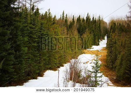 A cut line through a spruce forest with snow on the ground.