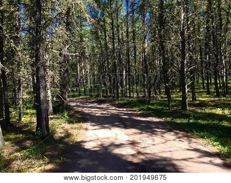 A lonely shadowed road through spruce trees.