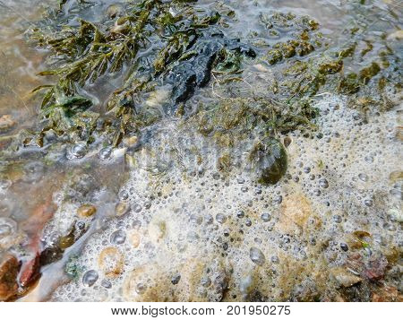 Close-up View Of Foam And Weeds Floating On A Lake Surface