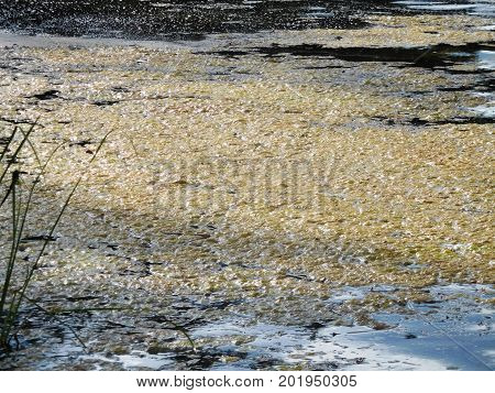 Algae Bloom At The Edge Of A Freshwater Lake