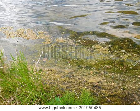 An algae bloom being blown into shore.