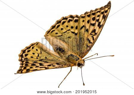 Butterfly Silver-washed Fritillary, Lat. Argynnis Paphia,  Isolated On White Background