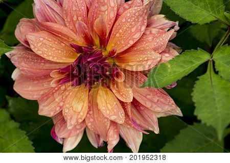 An Andy's Legacy Dahlia with rain drops on the petals.