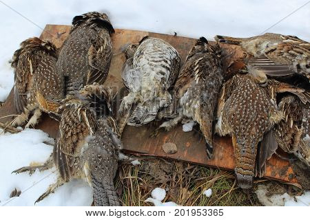 Pile Of Wild Grouse After Sucessful Hunt