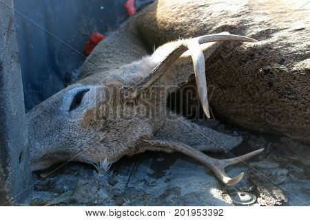 Fresh Deer Kill On The Back Of A Truck
