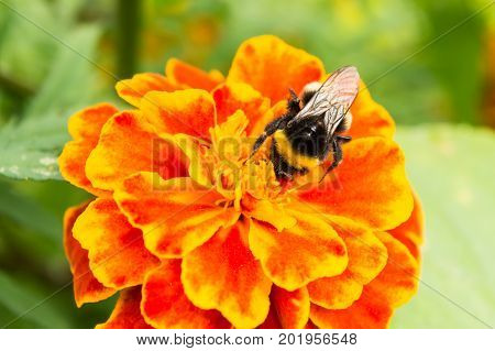 bumblebee on a orange flower collects pollen selective focus nature background