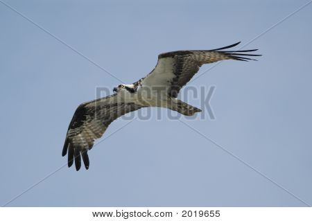 Osprey In volo