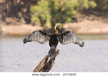 Afryki Darter