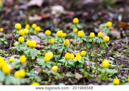 Some Winterlings in spring in thuringia germany