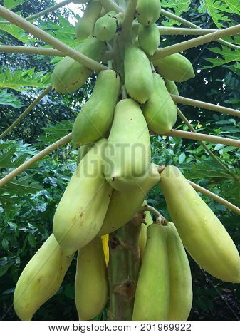 Ripe Yellow papaya fruits in a carica papya tree from central america