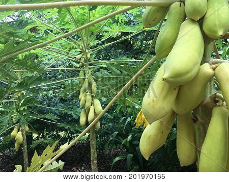 Ripe Yellow papaya fruits in a carica papya tree from central america