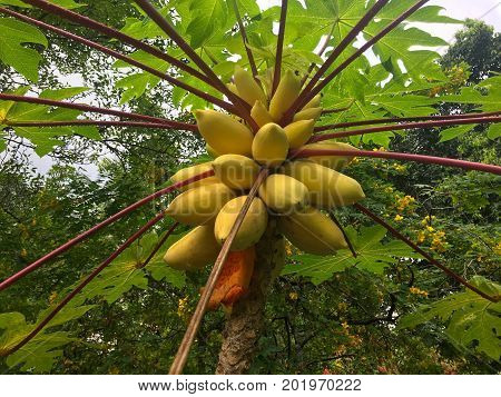 Ripe Yellow papaya fruits in a carica papya tree from central america