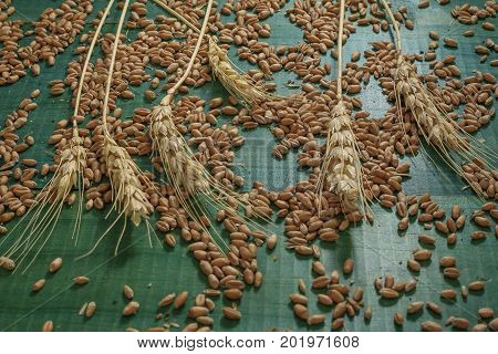 Cereal, grains of wheat and spikes on green wooden background