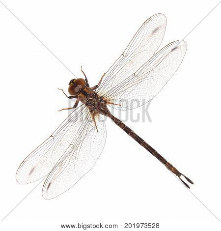 Dragonfly isolated on a white background .
