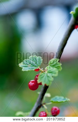 Ripe redcurrants growing on redcurrant bush in summer