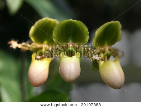 Orchidea-Nahaufnahme
