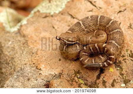 A young Arizona ridge nosed rattlesnake. shortly after consuming a meal.