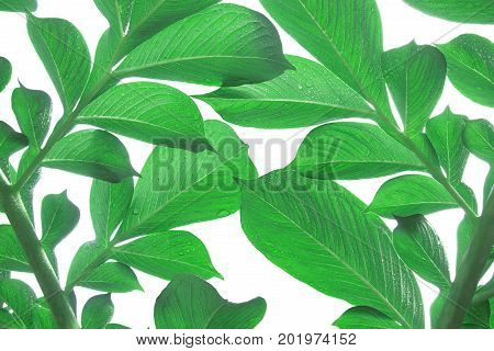Green leaf of Amorphophallus with water drops isolated on white background.