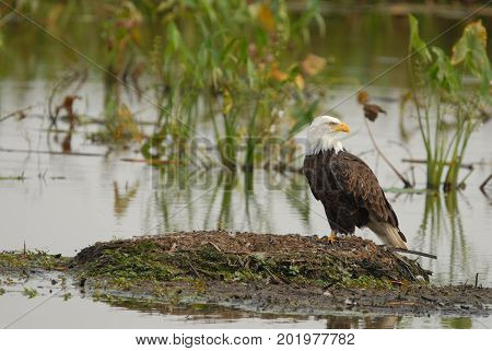 A mature bald eagle sitting on a musk rat mound in a northern Missouri wetland.
