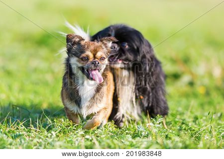 Pekinese-chihuahua And A Pekinese Running On The Meadow